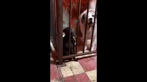 friend dogs