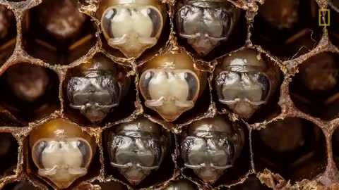 Amazing Time-lapse of Bees Hatching