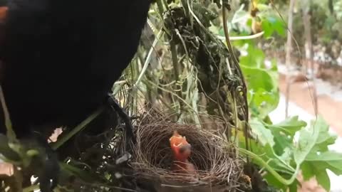 Cuckoo Eats Baby Birds Alive Whilst Mother Bird Watches And Screams