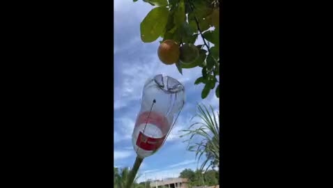 Crafting a fruit harvester from a plastic bottle